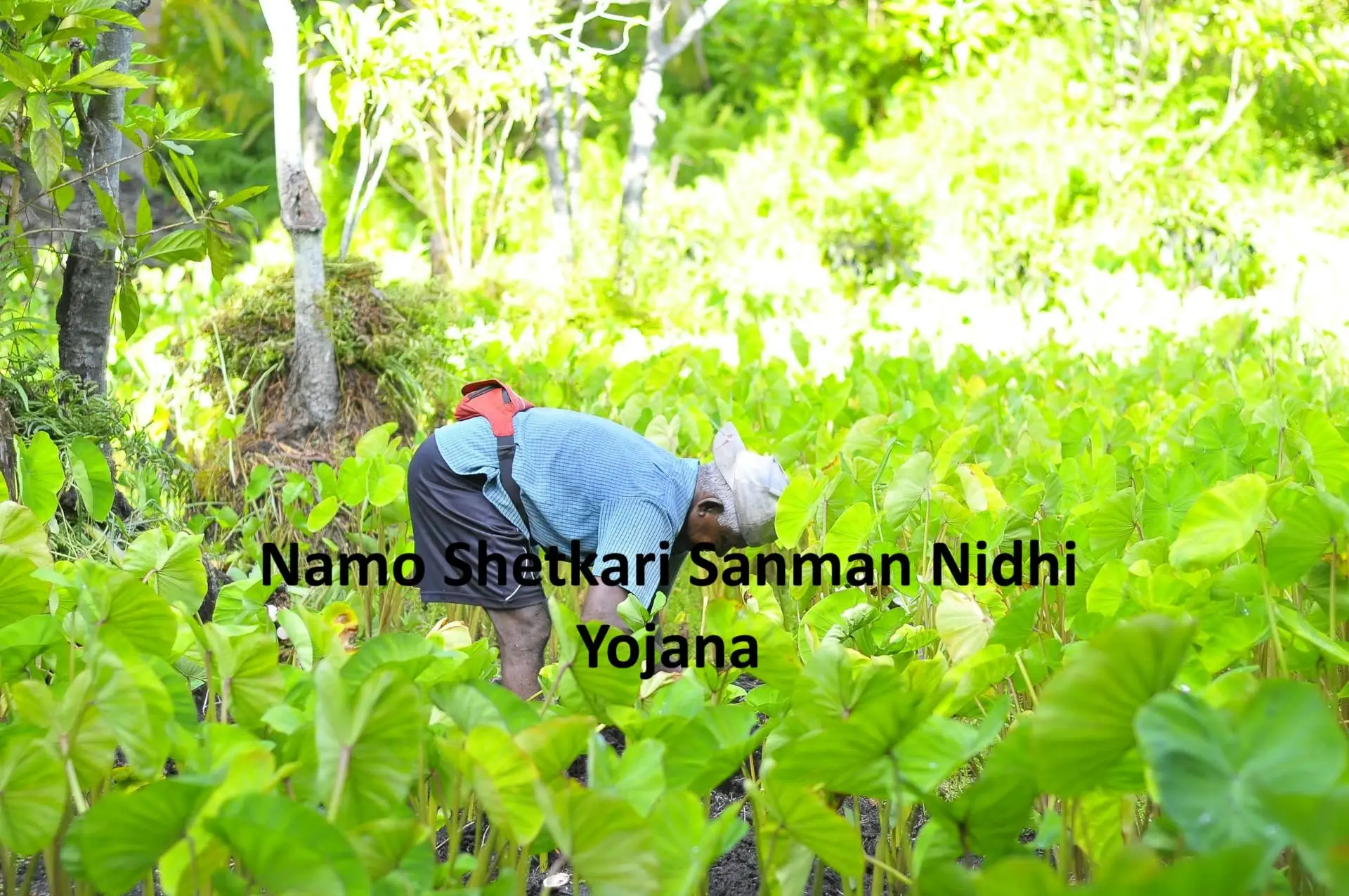 Namo Shetkari Sanman Nidhi Yojana